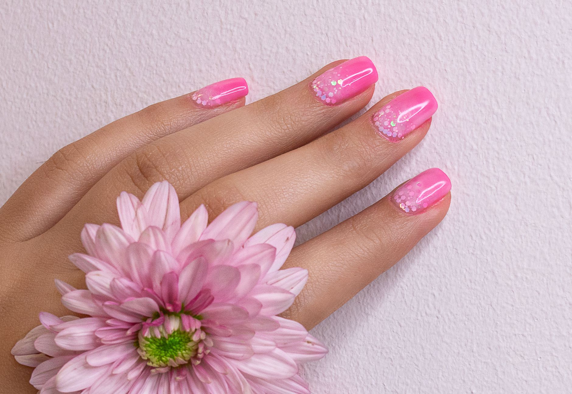 Dłoń kobiety z pastelowym różowym manicure trzymająca kwiat chryzantemy Dłoń kobiety z pastelowym różowym manicure trzymająca kwiat chryzantemy